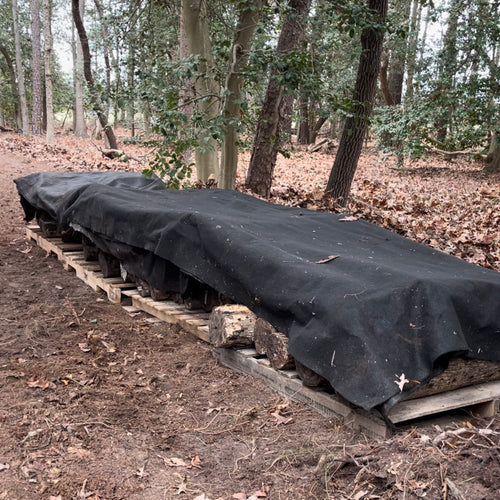 Tucking In Our Mushroom Logs for Winter