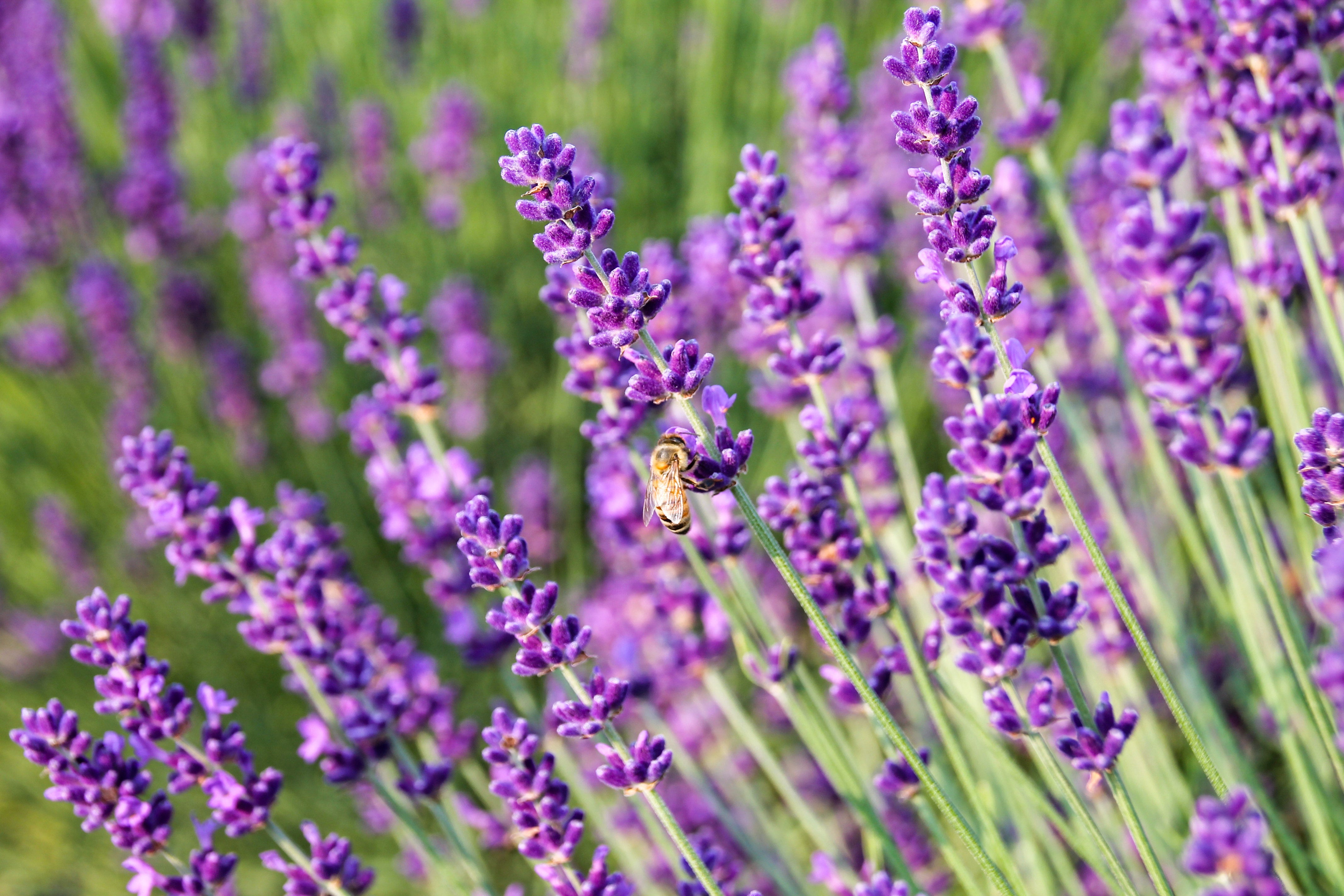 Learn How to Grow Lavender with Our Free Online Course