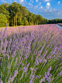 What’s Happening on the Farm This July