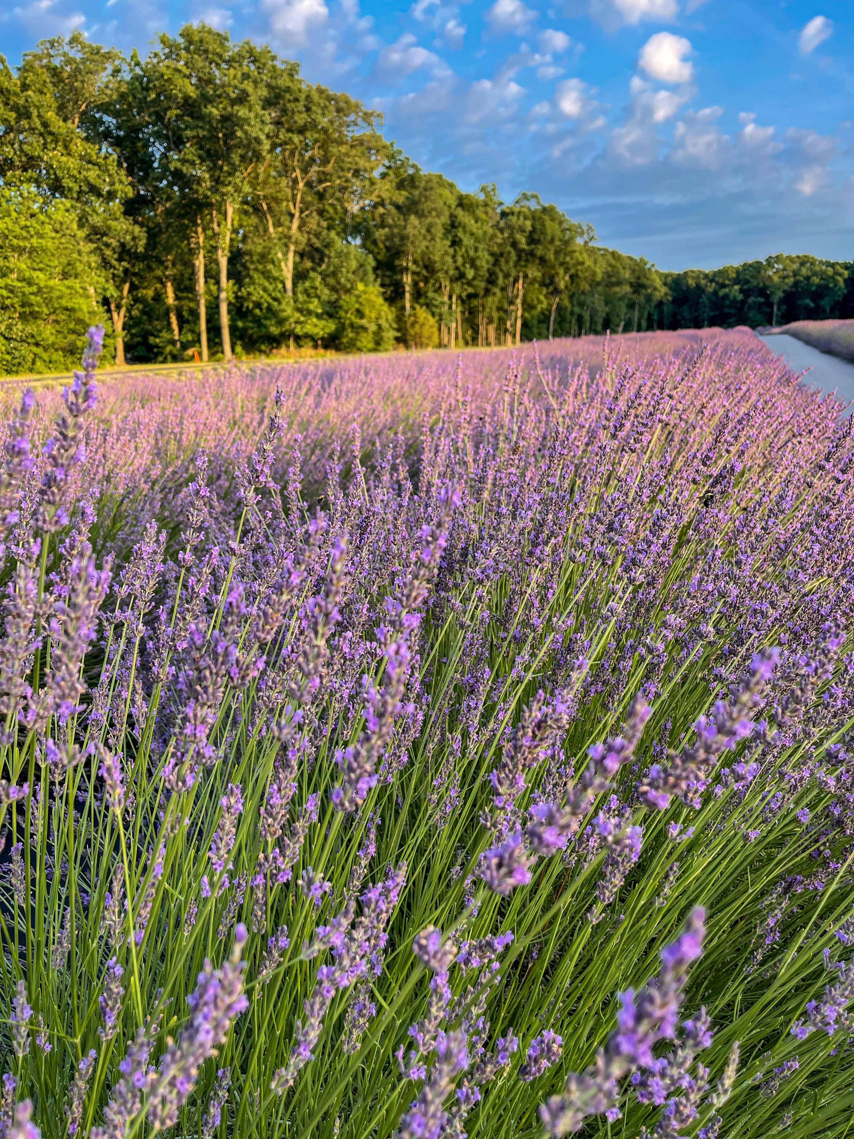 What’s Happening on the Farm This July