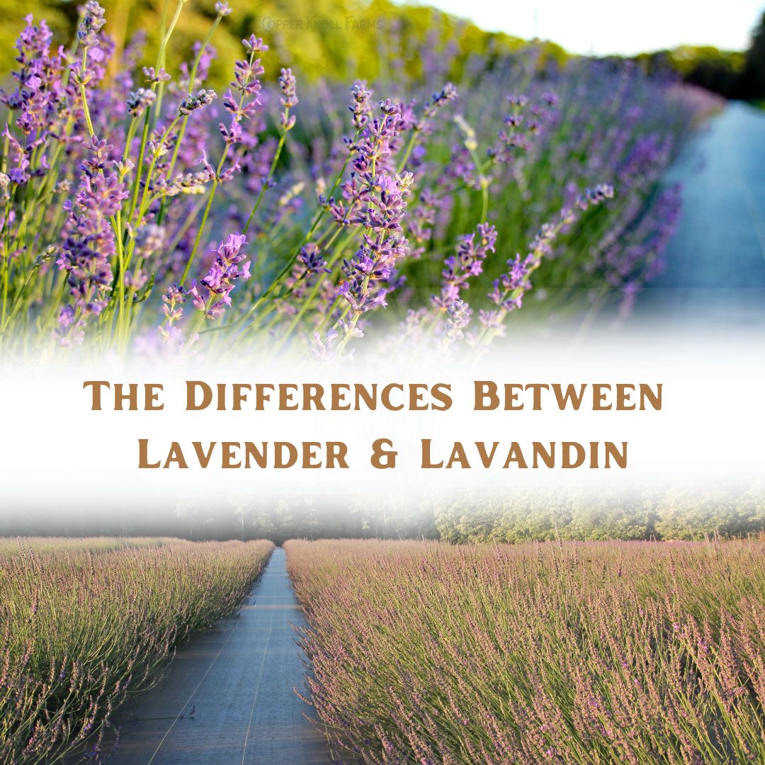 The Differences Between Lavender & Lavandin