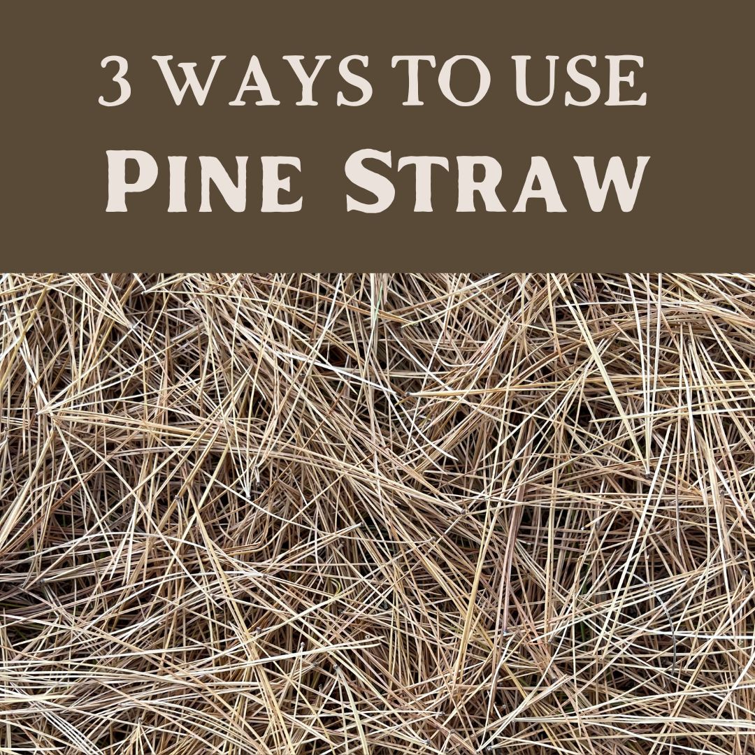 Embracing the Benefits of Pine Straw: A Natural Wonder for Your Home and Garden