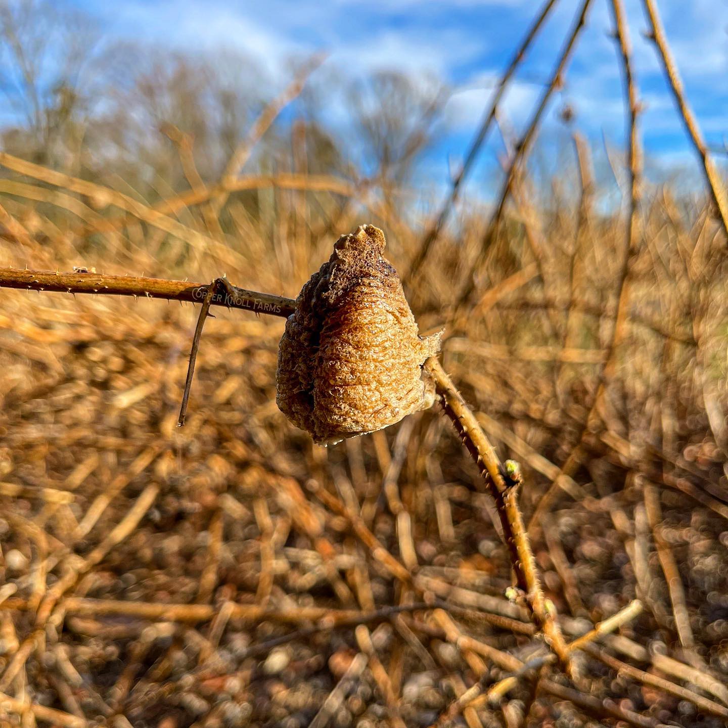 Praying Mantis