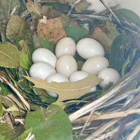 Purple Martin Nest Check