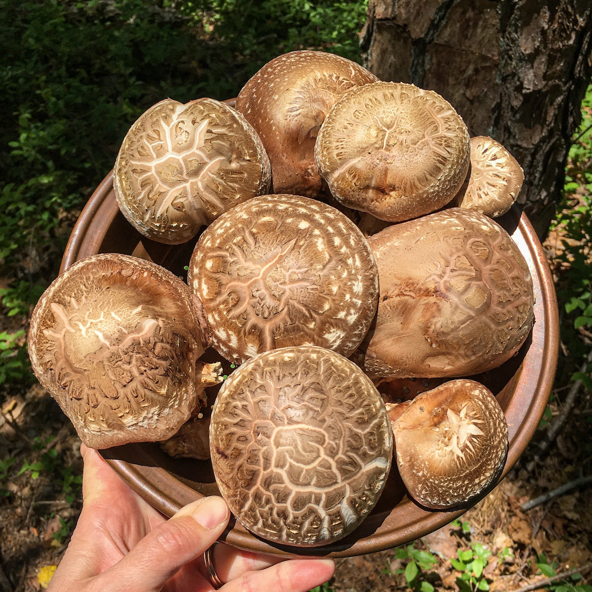 Shiitake Mushrooms