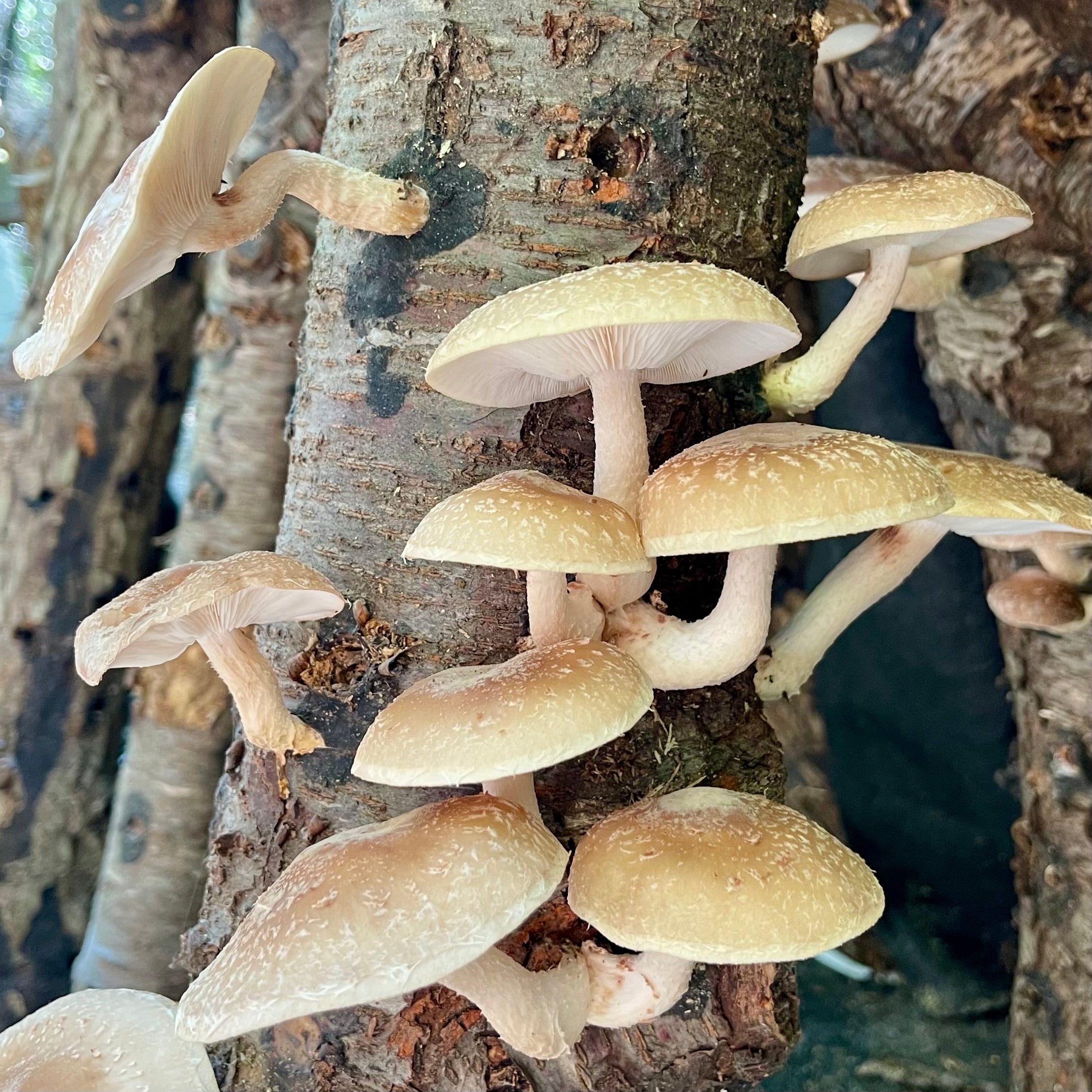 How Log-Grown Mushrooms Differ from Indoor Bag-Grown Mushrooms