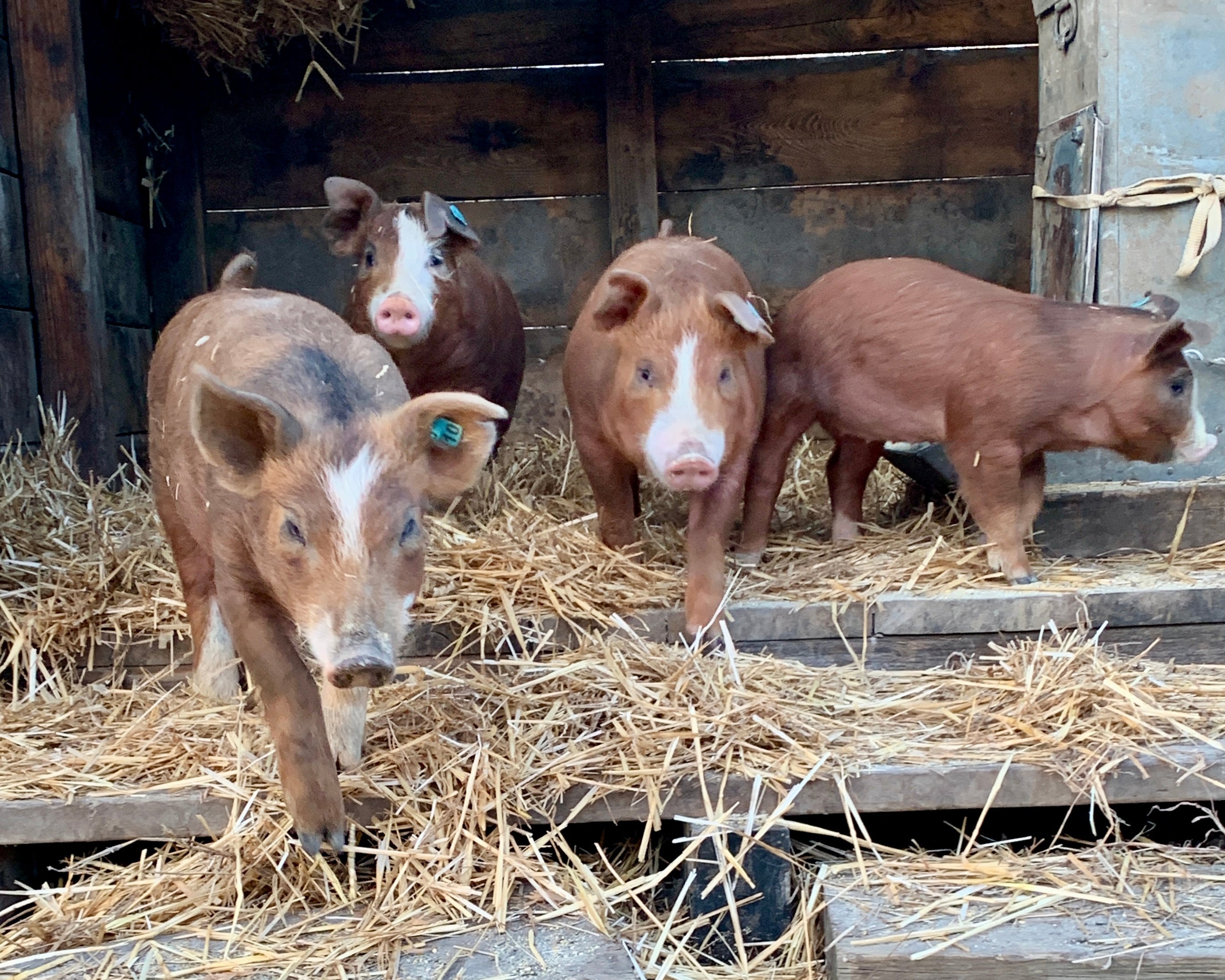 Purchasing Our Show Pigs