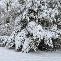 A Guide to Winter Wellness: Simple, Seasonal Support from the Farm