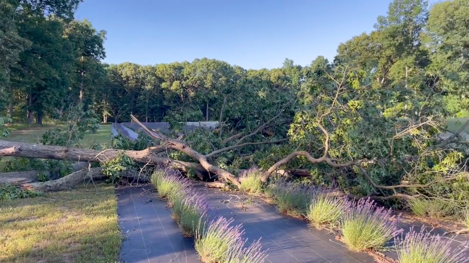 Fallen Tree in Lavender Field: From Setback to Firewood