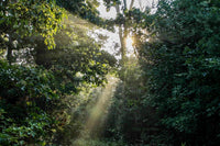 Forest Management as Agriculture: A Broader View of Farming