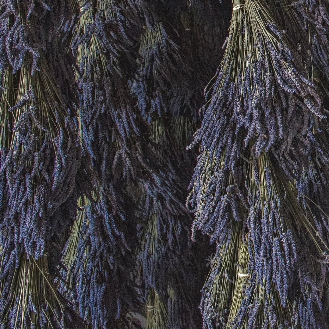 Preserving the Essence: Drying Fresh Cut Lavender with Ease