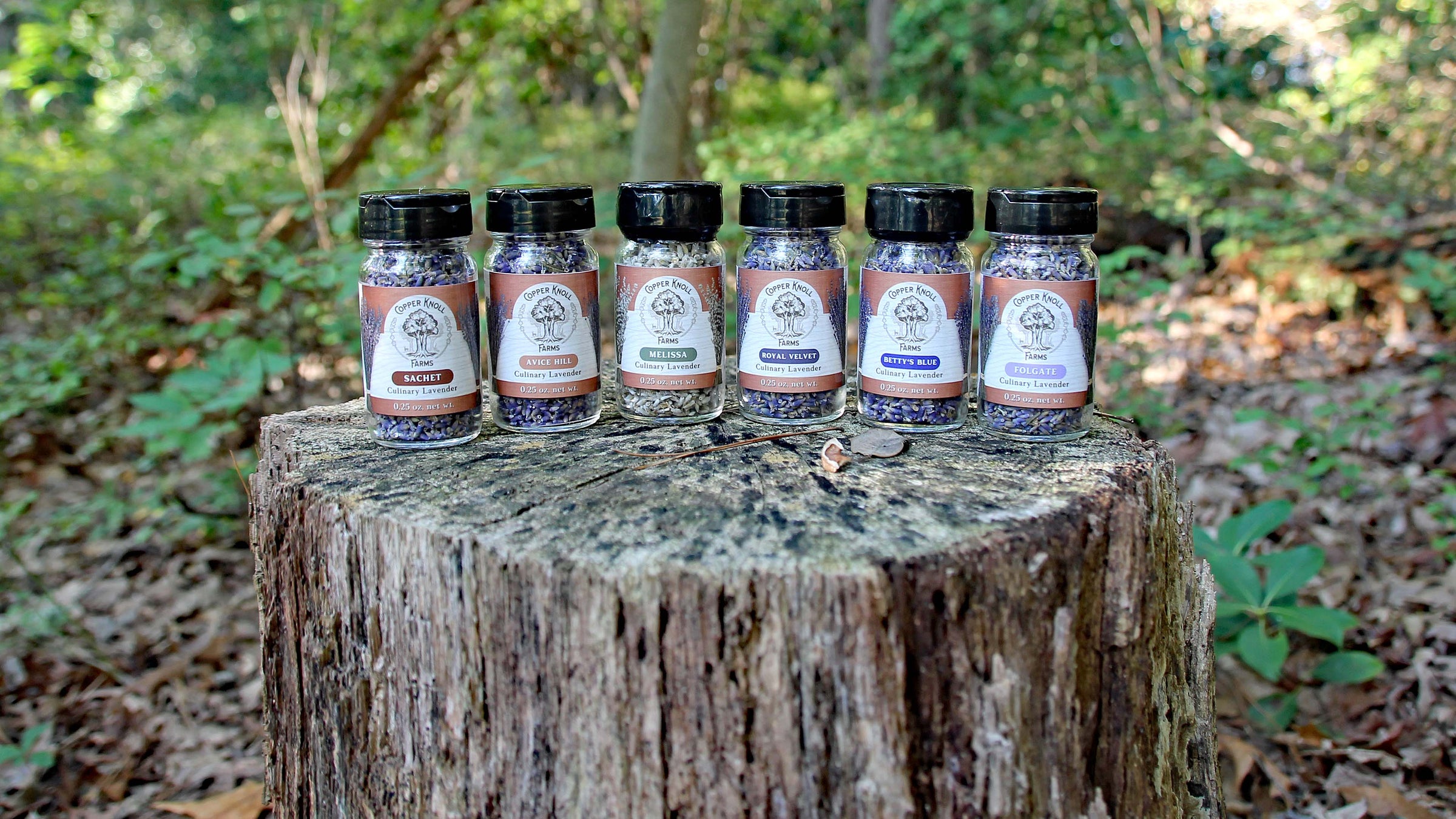 Copper Knoll Farm's collection of culinary lavenders: Sachet, Avice Hill, Melissa, Royal Velvet, Betty's Blue, and Folgate