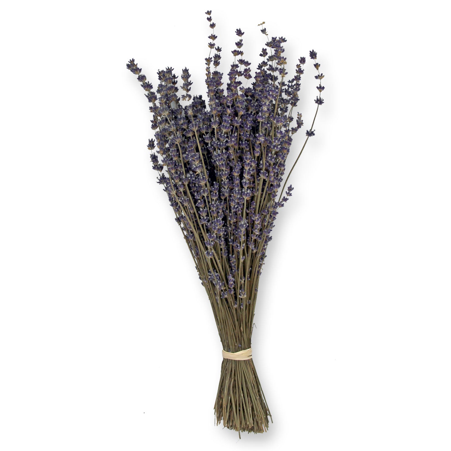 Dried Lavender Bouquet: Avice Hill