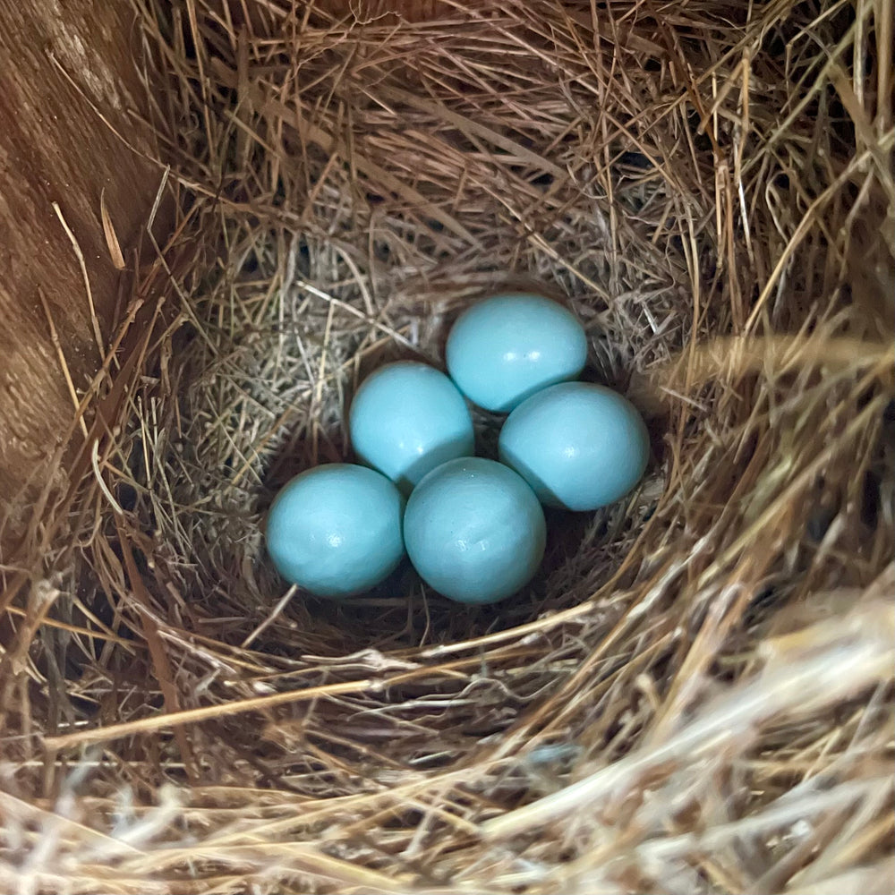 Bluebird Nest with eggs