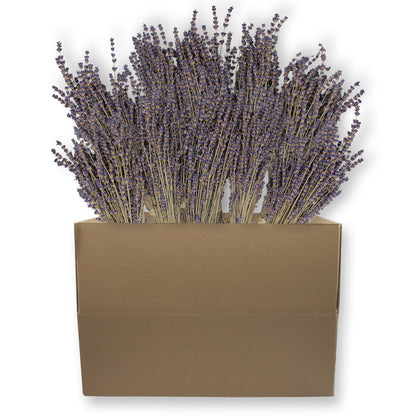 Box of 10 Lavender Field Bundles for Weddings, Showers &amp; DIY Decor