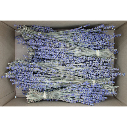 Box of 10 Lavender Field Bundles for Weddings, Showers &amp; DIY Decor