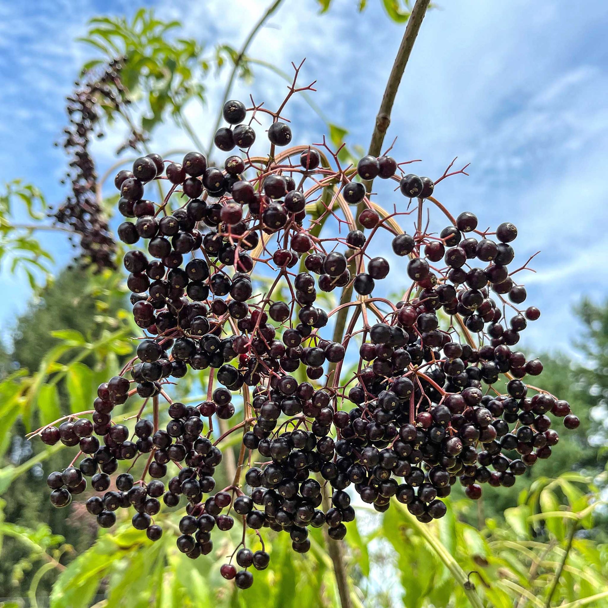 Elderberries