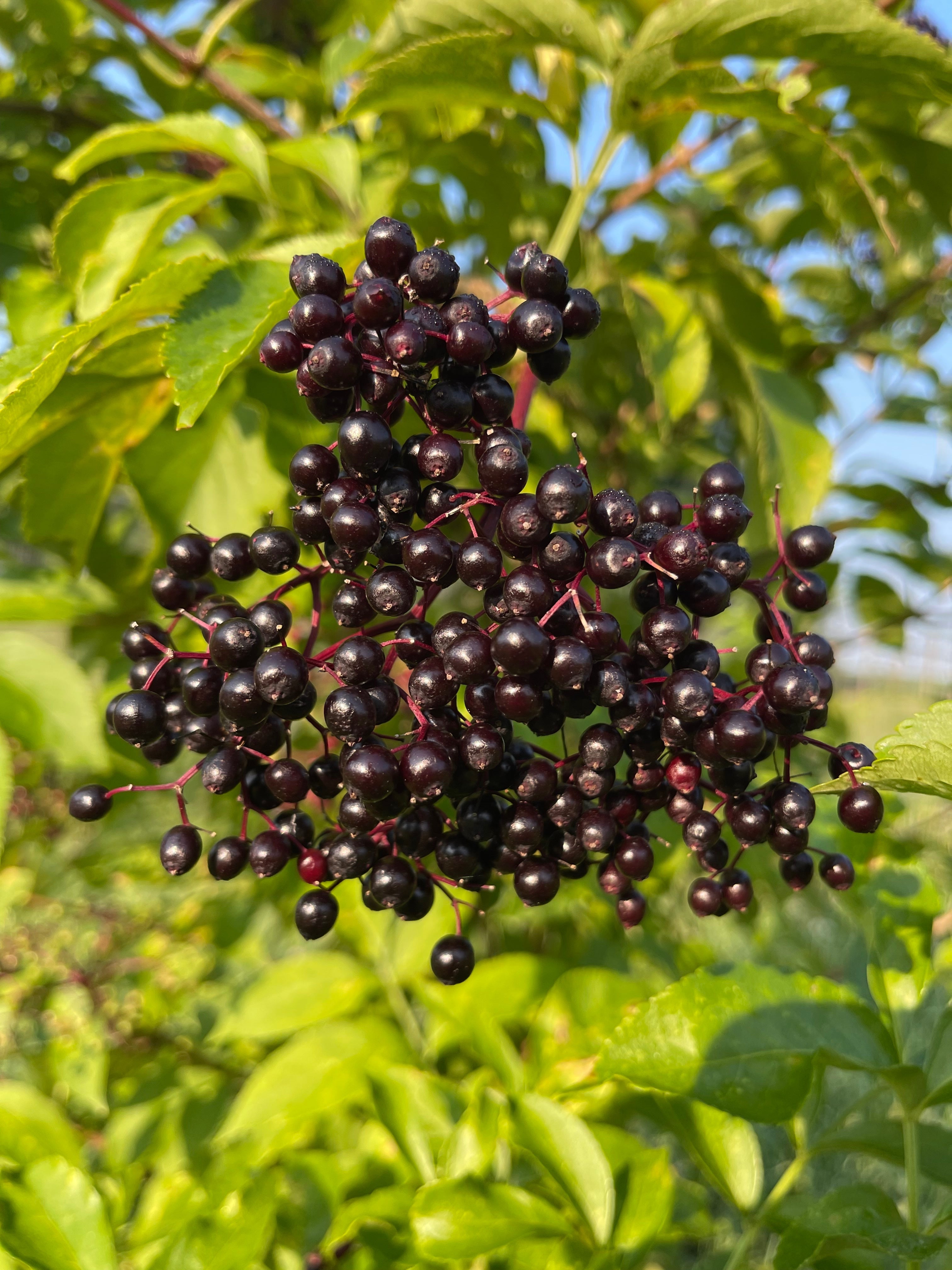 Elderberries – Copper Knoll Farms