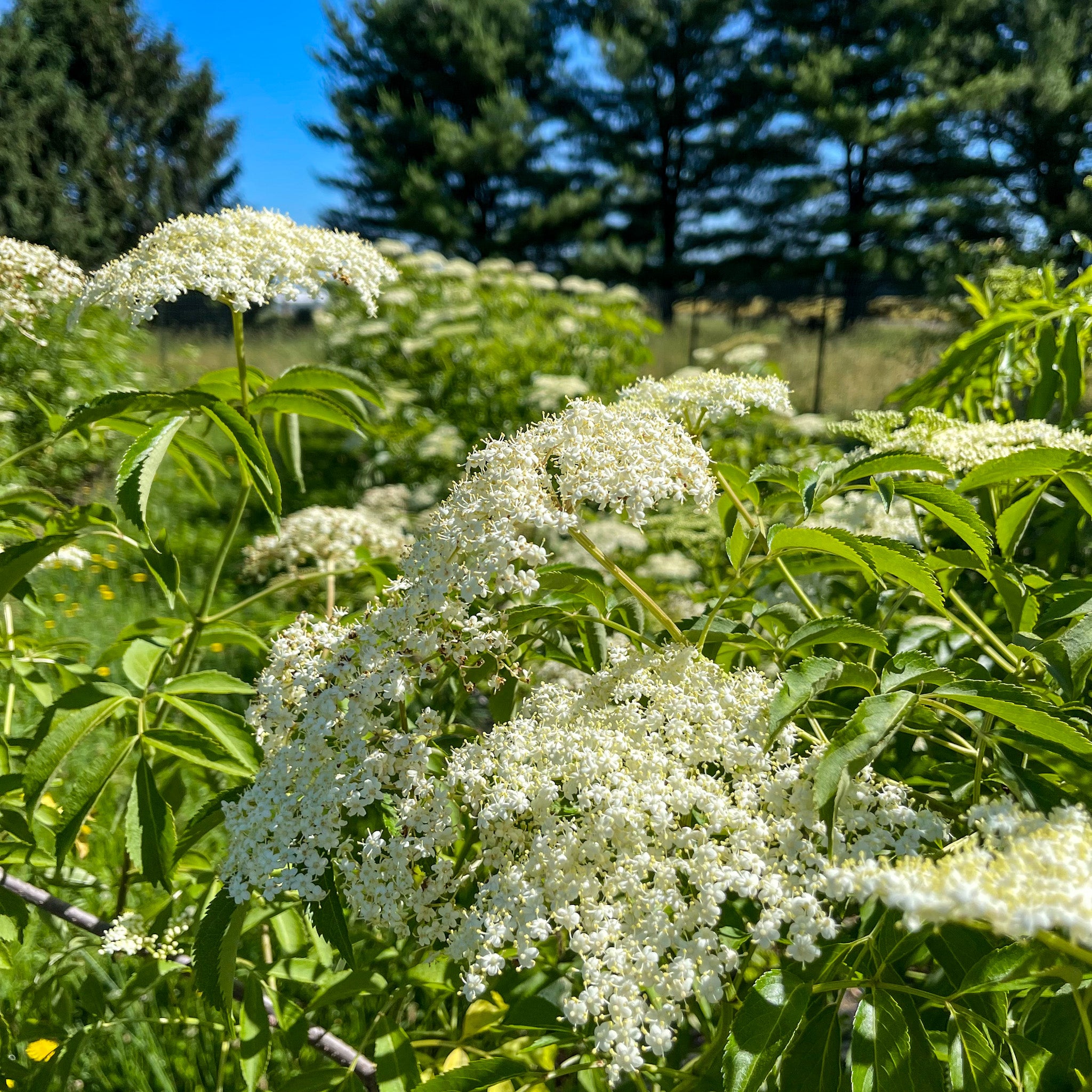 Elderberries – Copper Knoll Farms