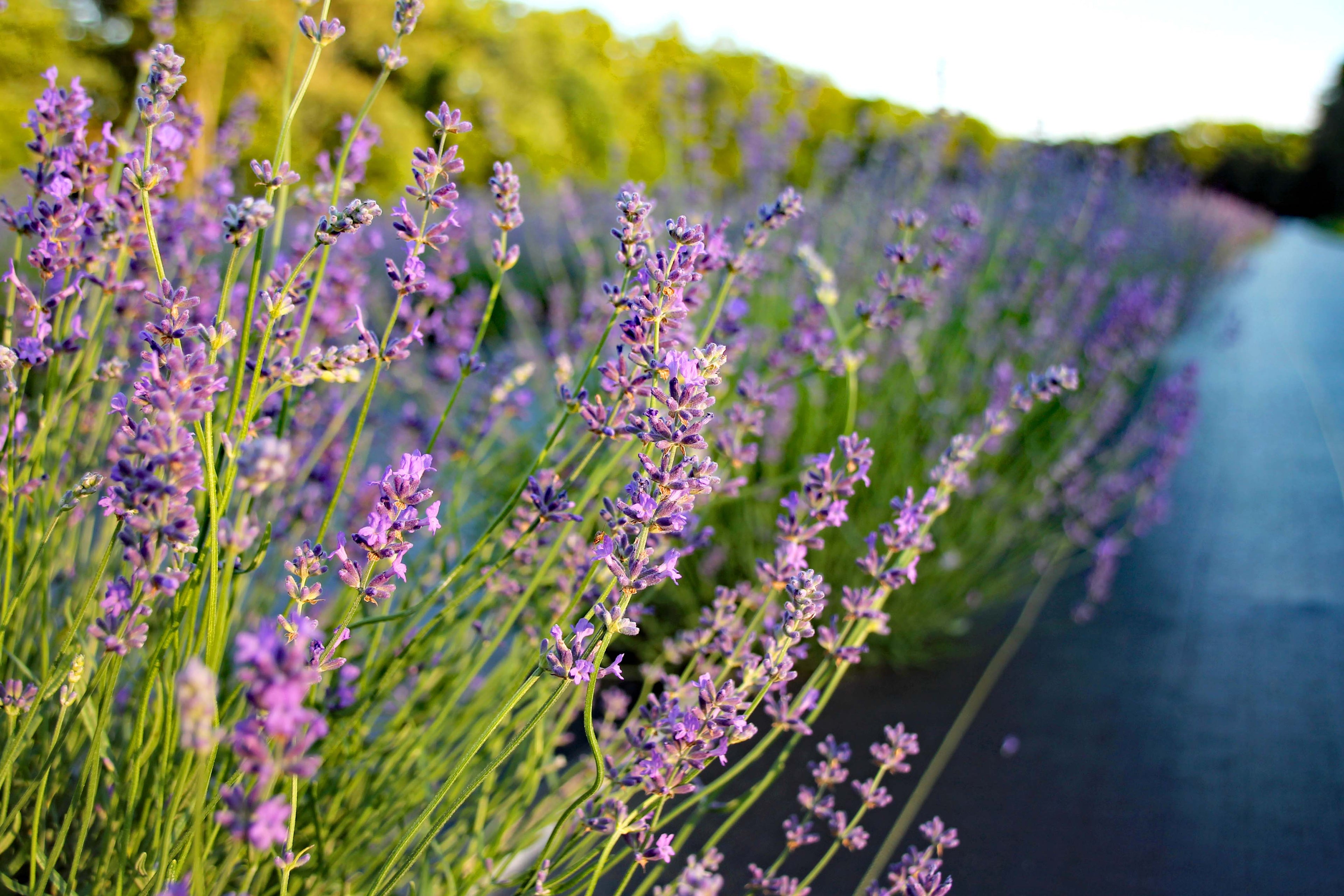Dried Lavender Bouquet: Royal Velvet – Copper Knoll Farms
