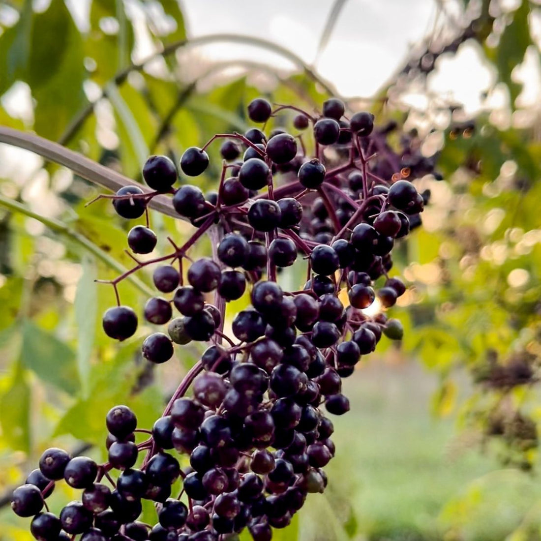 An Evening with Elderberries