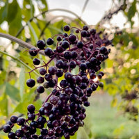 An Evening with Elderberries