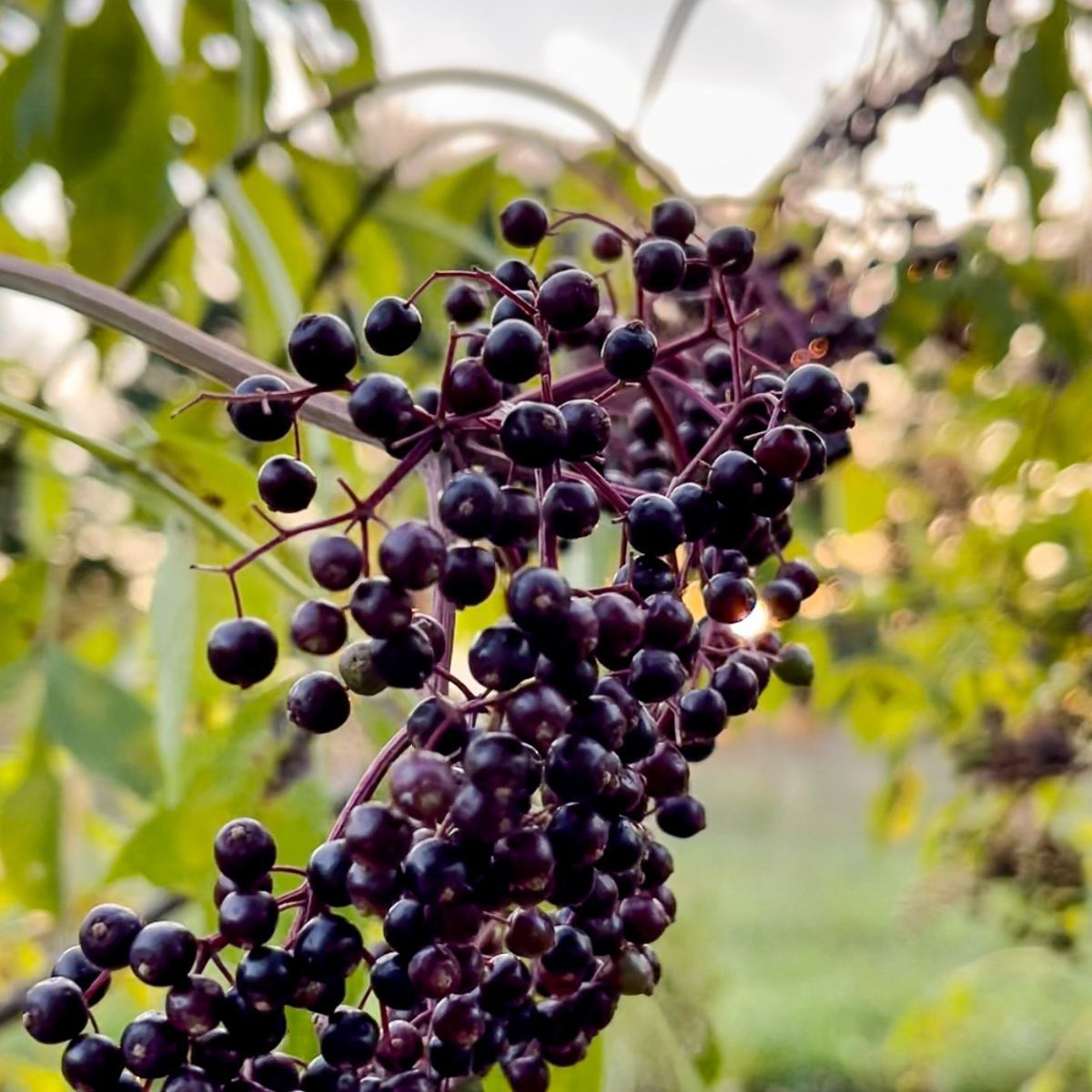 An Evening with Elderberries