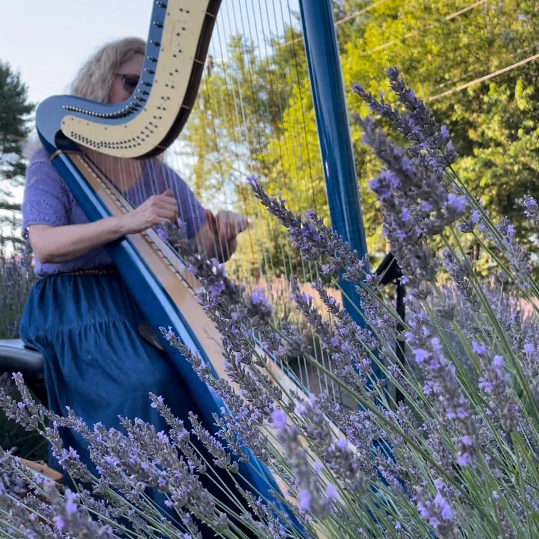 U-Pick Lavender Music Night