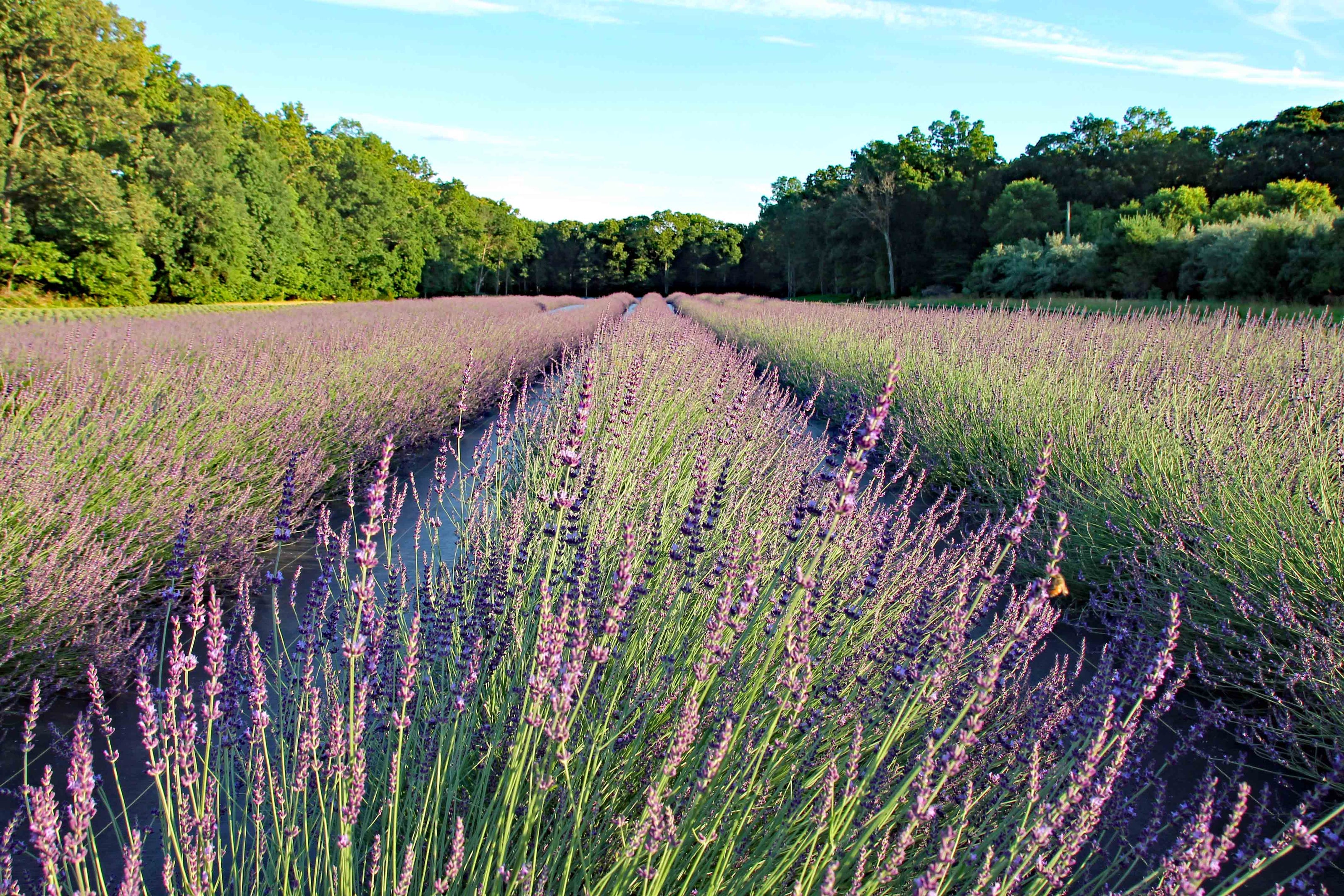 Culinary Lavender: Melissa – Copper Knoll Farms