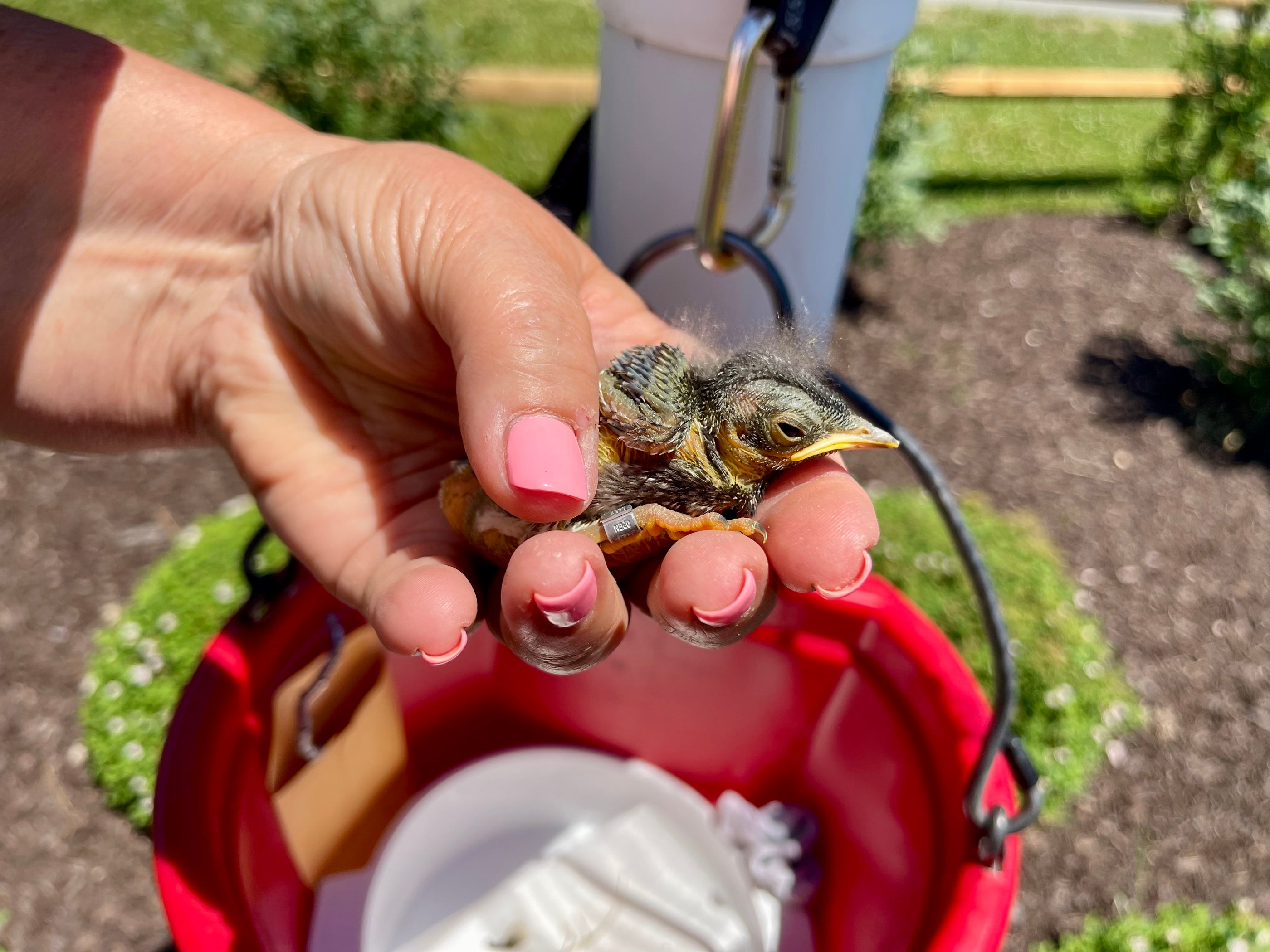 Juvenile banded bluebird