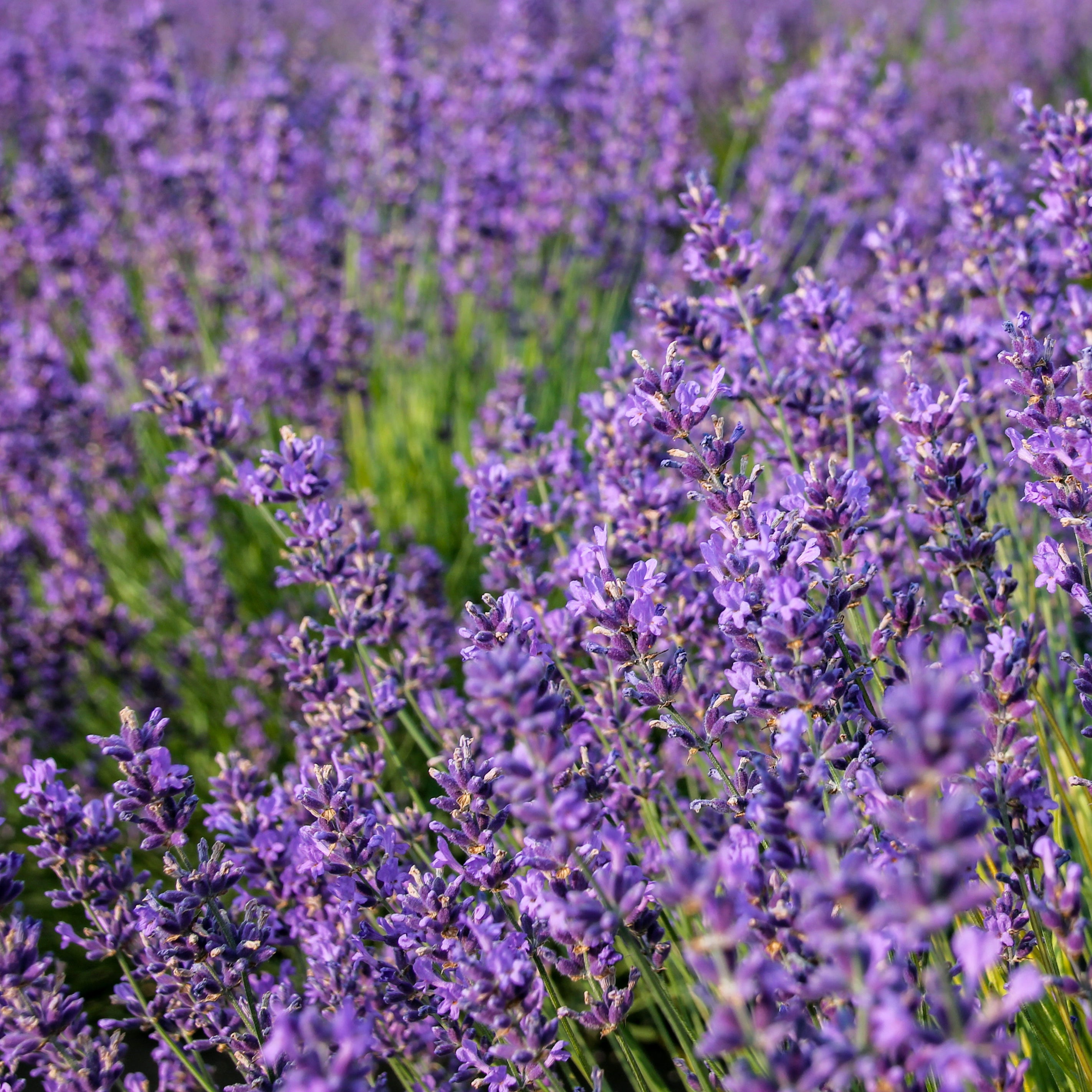 Field of lavender flowers with a close-up view