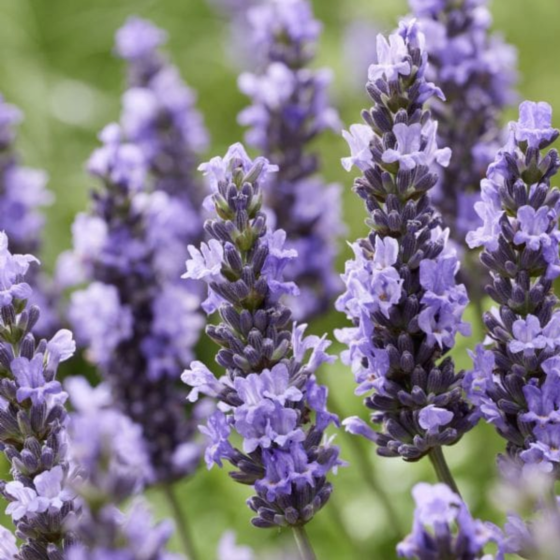 Lavender Plant