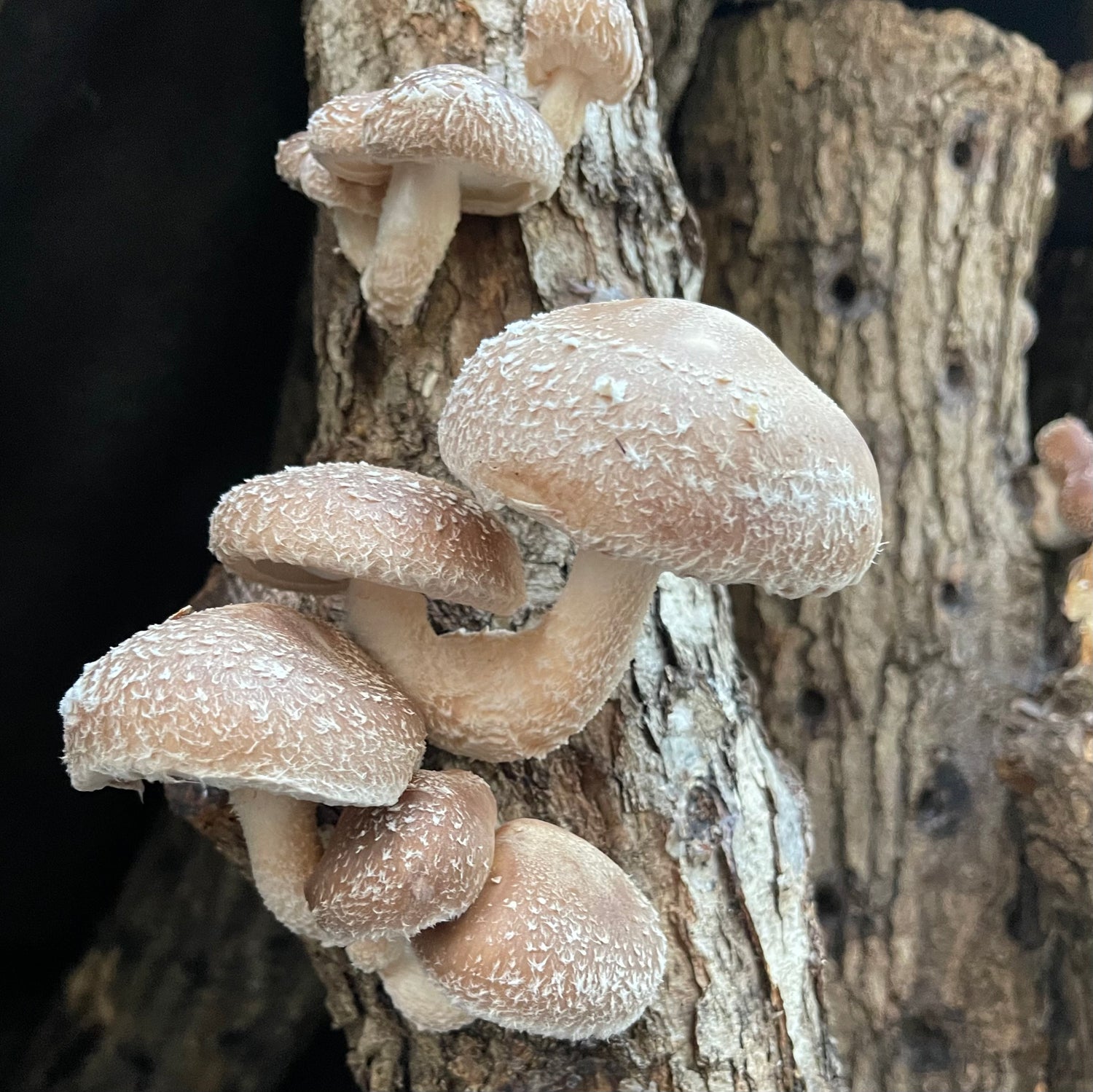 An Evening with Mushrooms