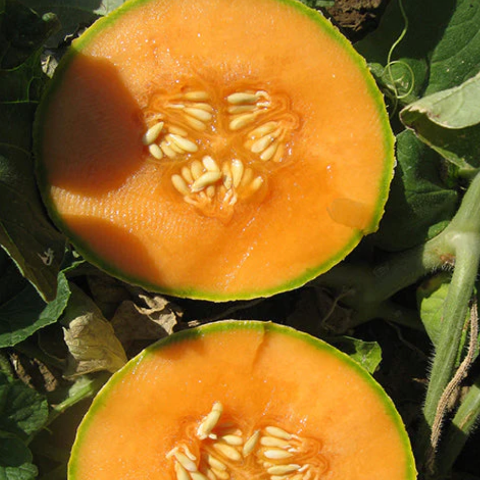 Garden Plant