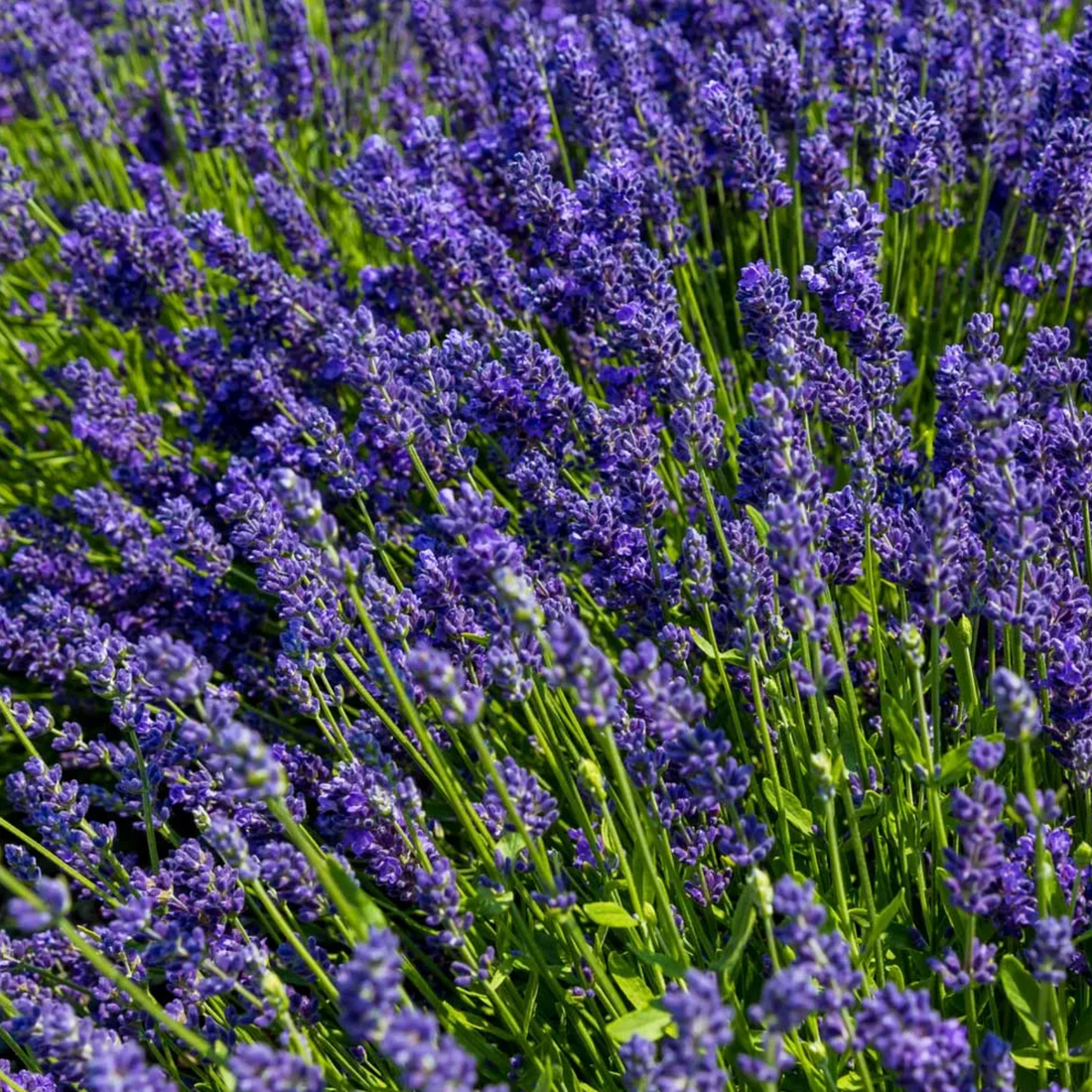 Lavender Plant