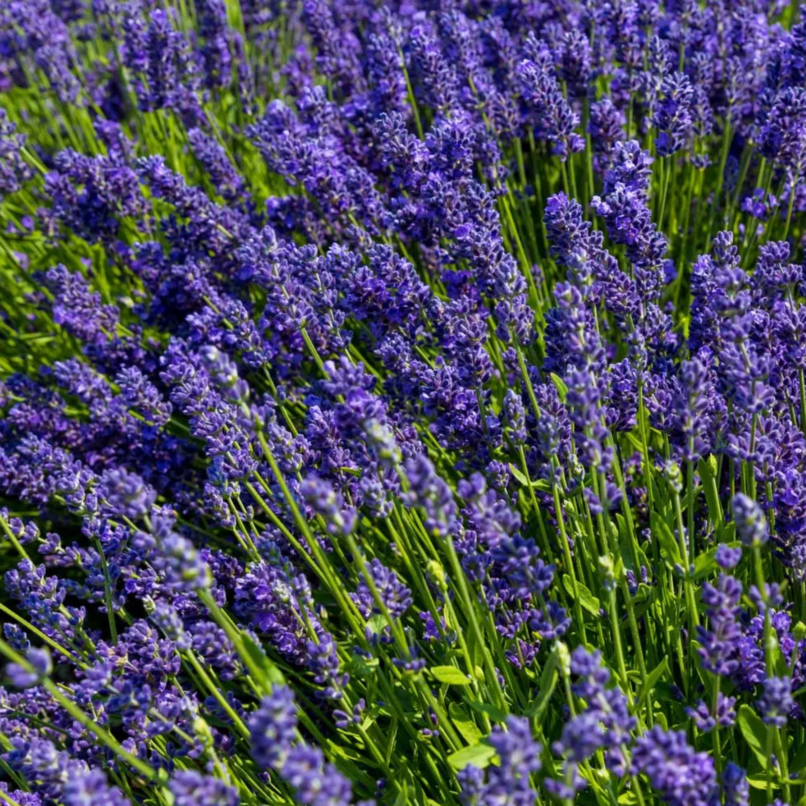 Lavender Plant