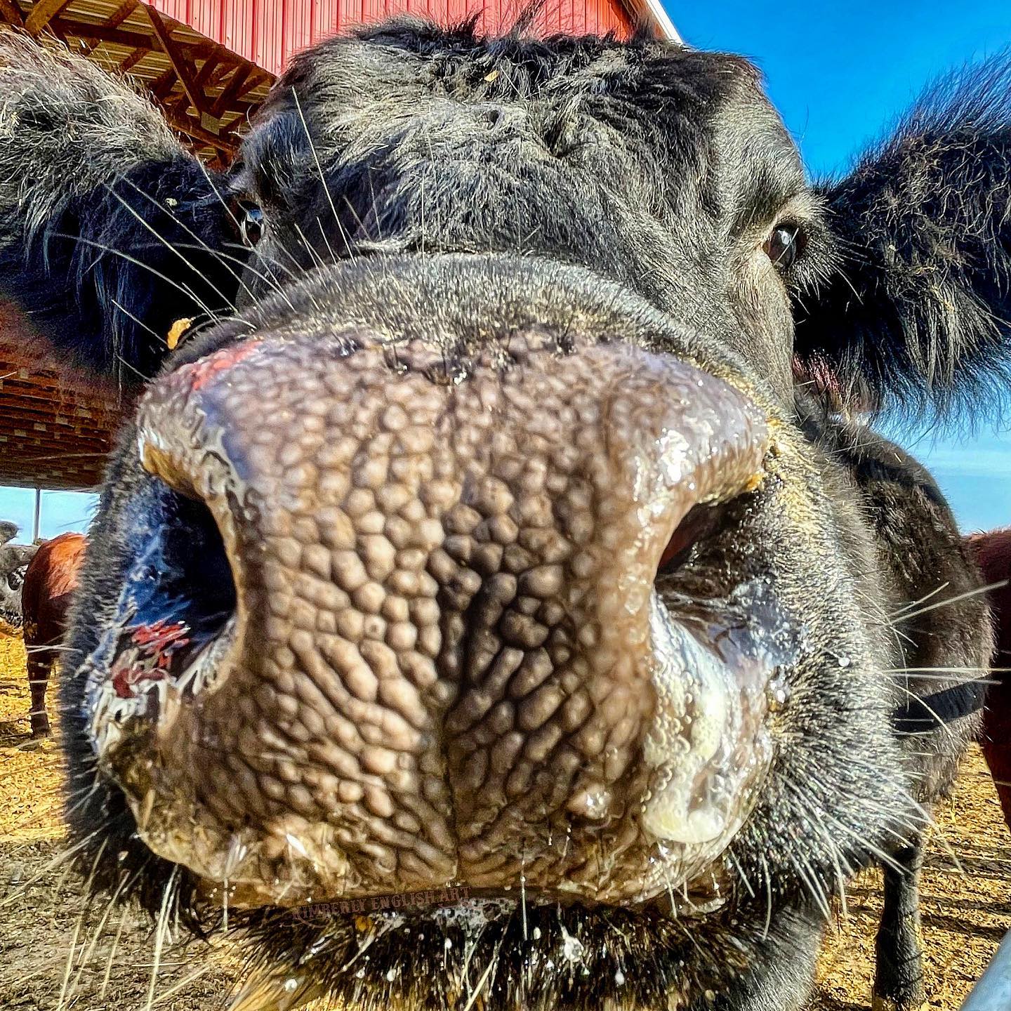 Close-up of a cow's face with a blue sky background