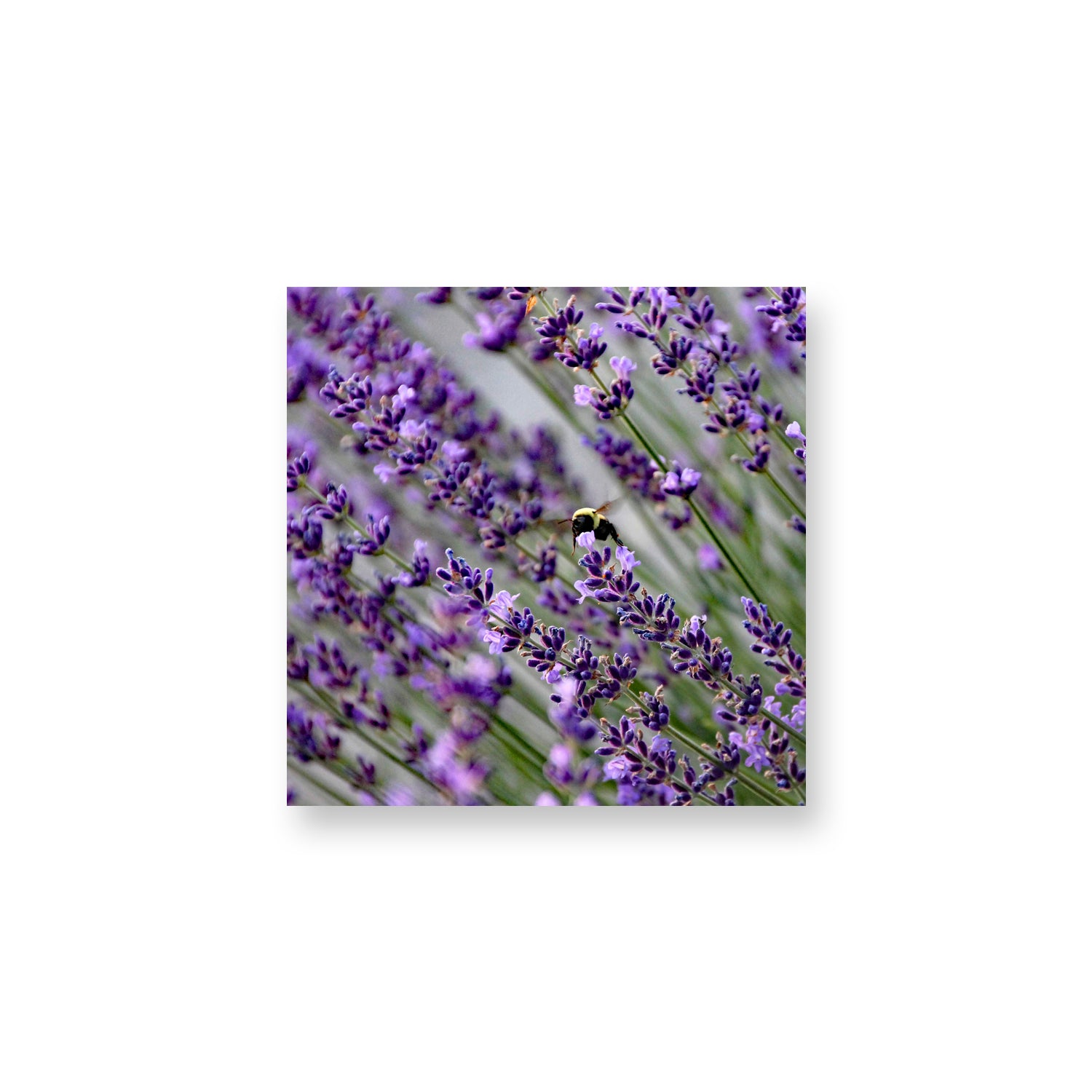 Bee in Lavender Magnet
