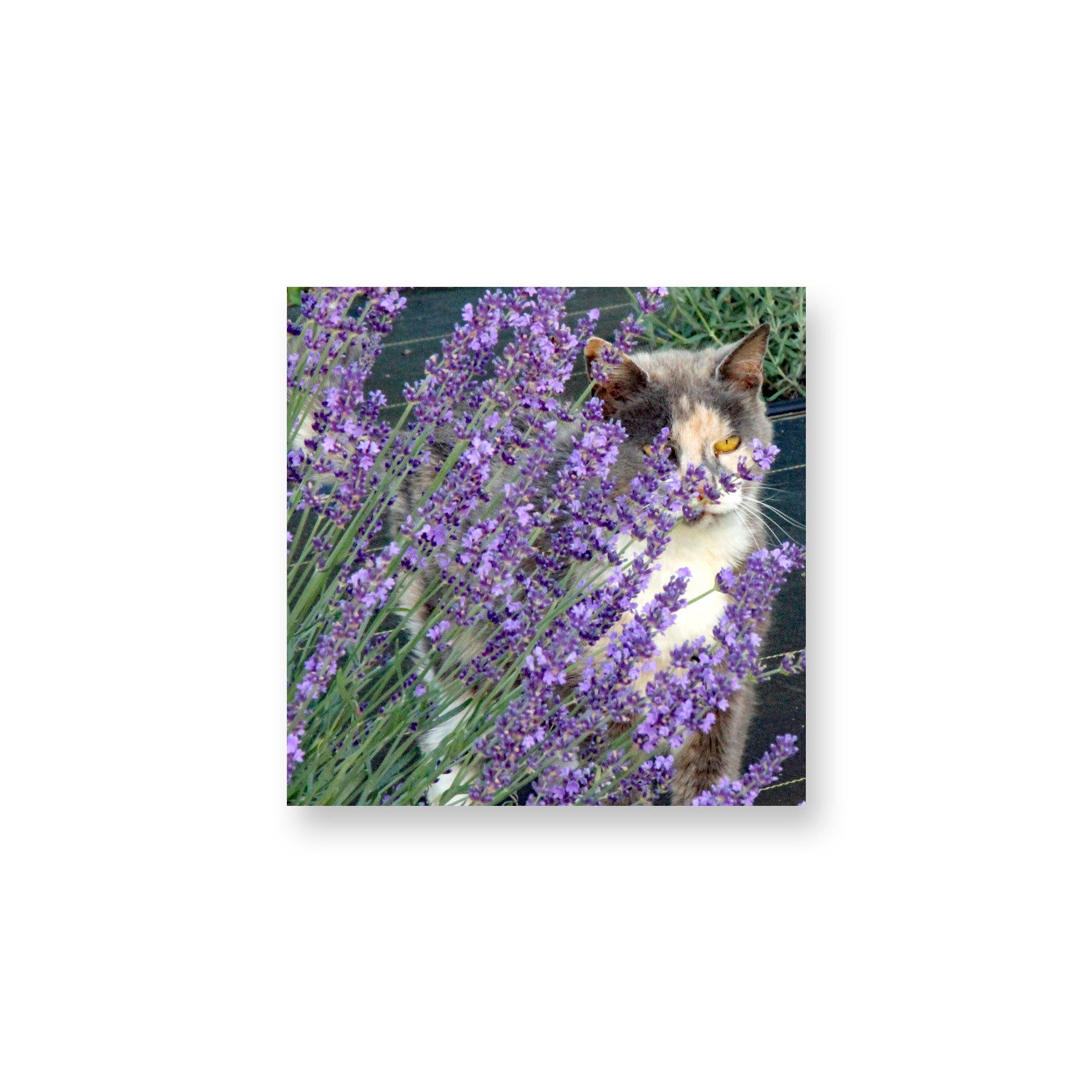 Daisy in Lavender Magnet