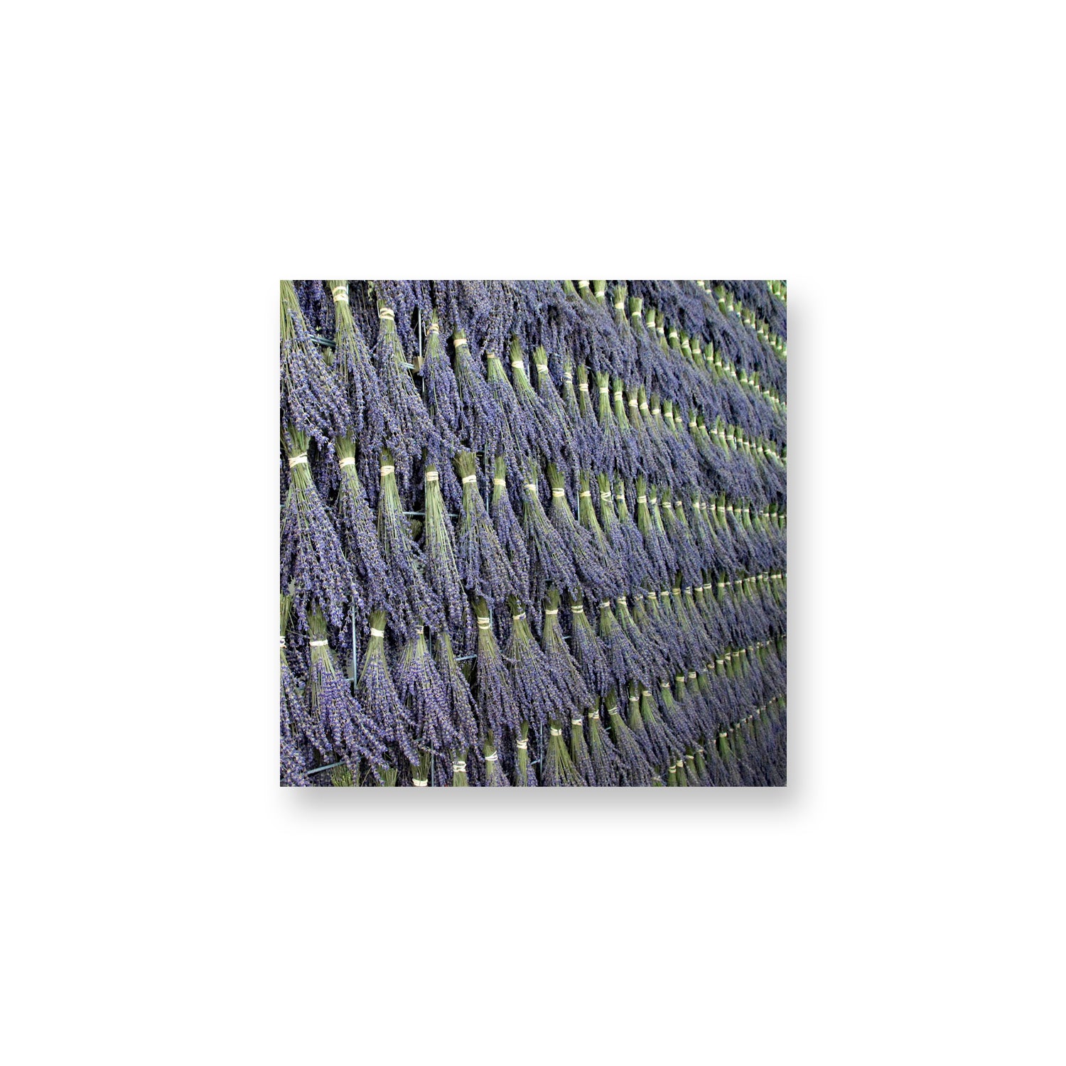 Lavender Drying Magnet