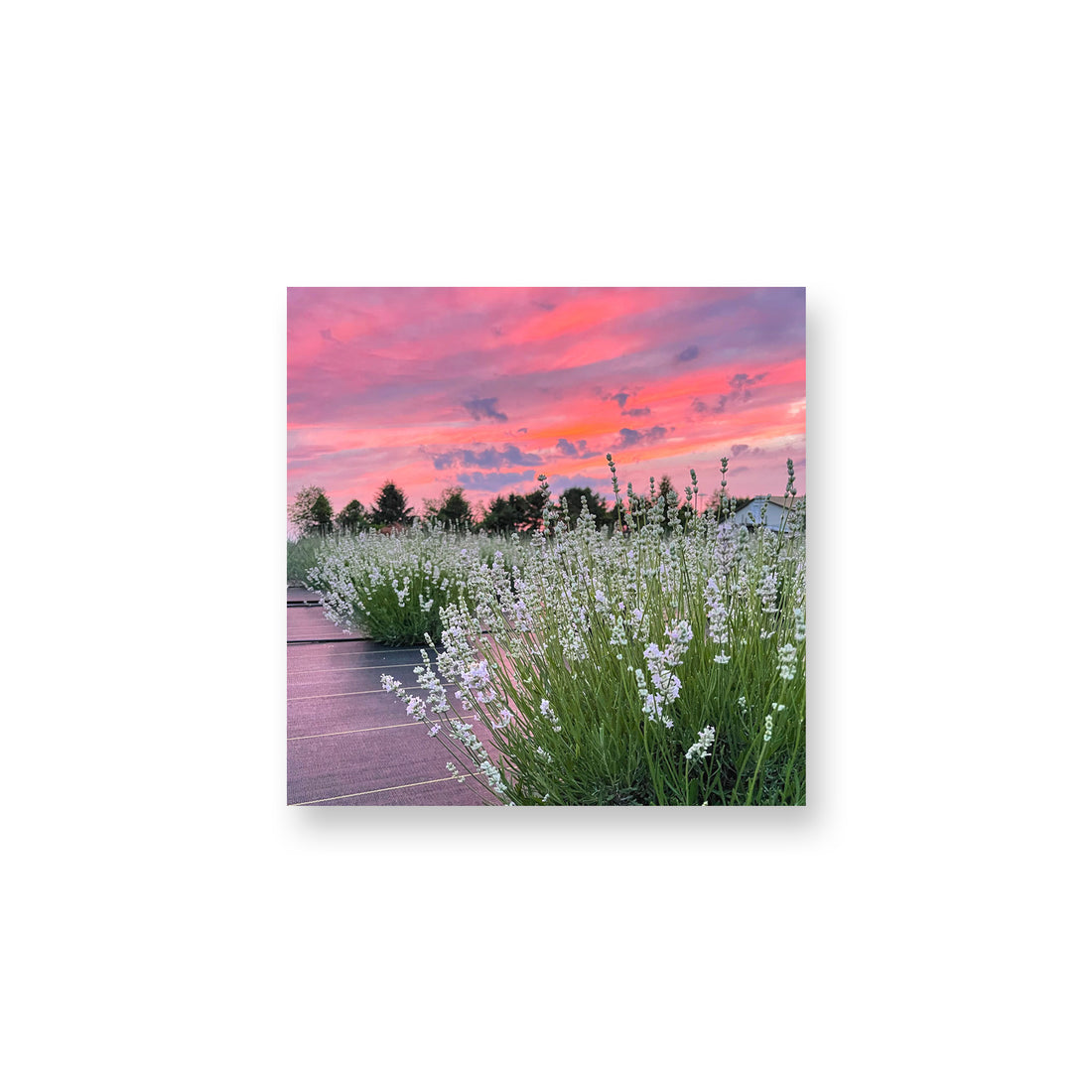 Melissa Sunset Magnet