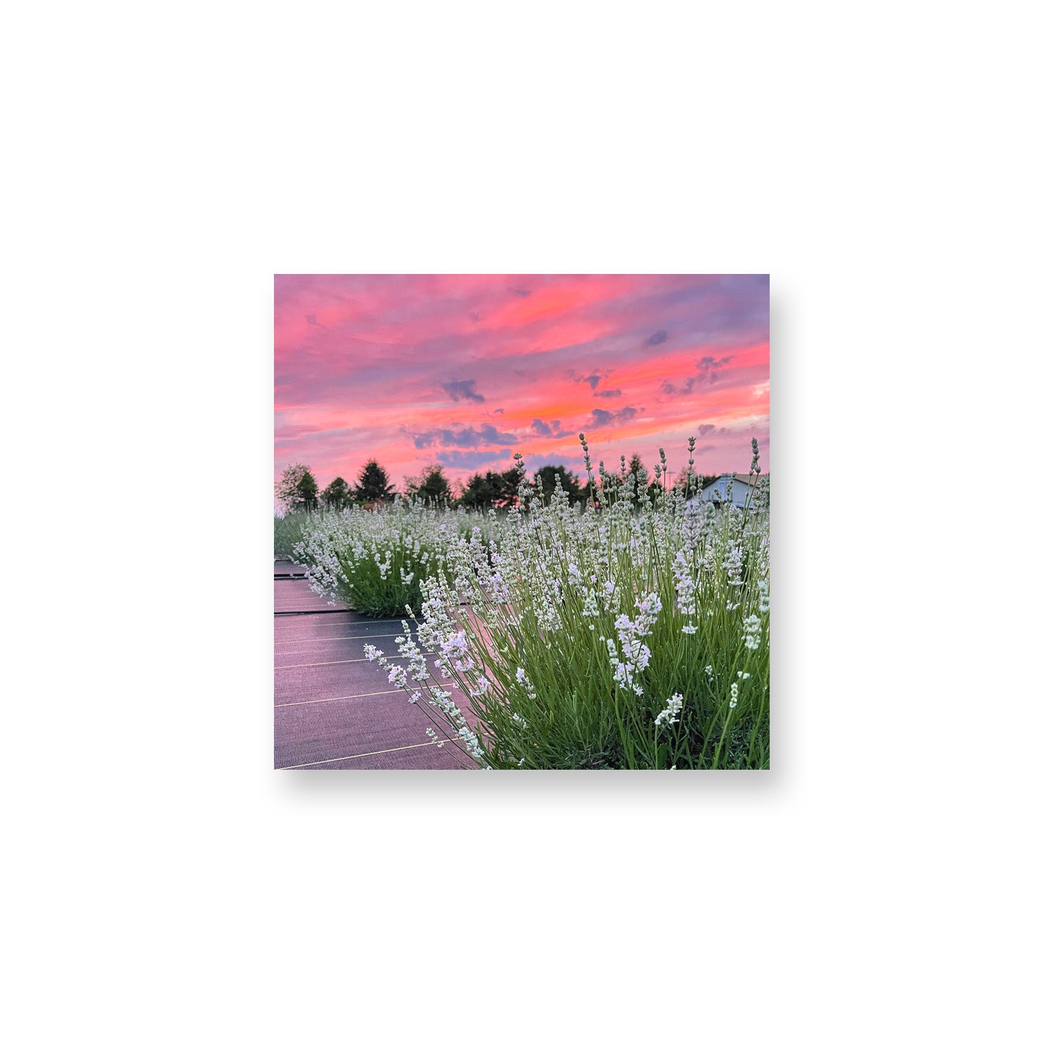 Melissa Sunset Magnet