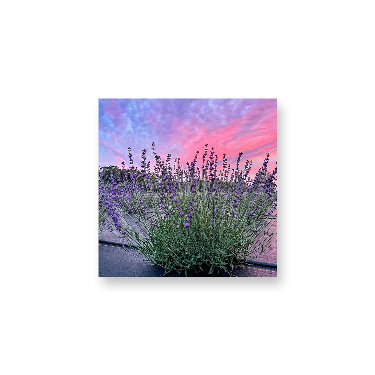 Royal Velvet Sunset Magnet
